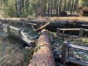 Downed tree in Yosemite after wind storm