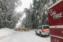 Downed tree on Highway 4 in the STF