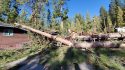 Tree smashed on top of Yosemite service vehicle