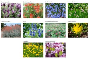 Fire Resistant Ground Cover