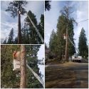 Hazard tree removal on Cedar Pines Road