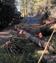 Hazard tree removal on Harper Road