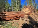 Damage at Mariposa Grove