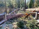 Damage at Mariposa Grove