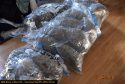 Drug bust CCSO photo