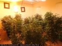Drug bust