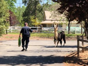 CHP Corral Runaway Llama On Highway 49