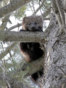 Yosemite National Park Receives 11.5 Million Grant