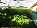 Illegal grow bust in Jenny Lind
