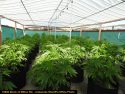 Illegal grow bust in Jenny Lind