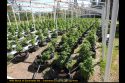 Illegal grow bust in Murphys