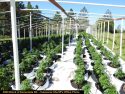 Illegal grow bust in Murphys