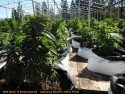 Illegal grow bust in Murphys