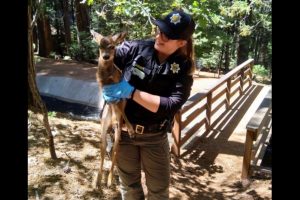 Tuolumne-County-Animal-Control-officer-a