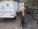 Tuolumne County Animal Control officer aiding dog