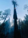 Vegetation Fire near Beardsley Lake in the Strawberry area