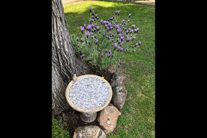In Love With A Stunning Garden Plant, Lavender