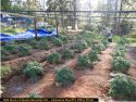 CCSO illegal grow bust Quartz Mountain Road