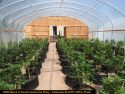 CCSO illegal grow bust South Camanche pkwy