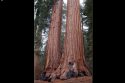 Mariposa Grove of Giant Sequoias in Yosemite National Park
