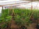 One of four pot bust in Calaveras County last week