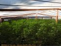 One of four pot bust in Calaveras County last week