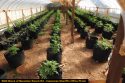 One of four pot bust in Calaveras County last week