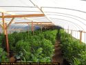 One of four pot bust in Calaveras County last week