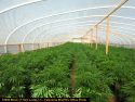 One of four pot bust in Calaveras County last week