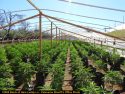 One of four pot bust in Calaveras County last week