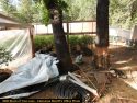 One of four pot bust in Calaveras County last week
