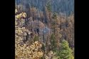 Giant Sequoia Still Smoldering