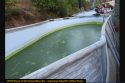 Algae pool at site of illegal grow in Mountain Ranch