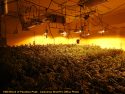 Calaveras County Sheriff's illegal grow busts