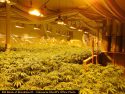 Calaveras County Sheriff's illegal grow busts