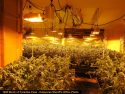 Calaveras County Sheriff's illegal grow busts