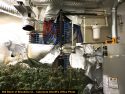 Calaveras County Sheriff's illegal grow busts