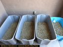 Calaveras County Sheriff's illegal grow busts