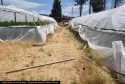 Calaveras County Sheriff's illegal grow busts