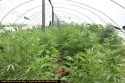 Calaveras County Sheriff's illegal grow busts
