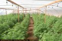 Calaveras County Sheriff's illegal grow busts