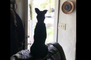 Dog looking outside of house door