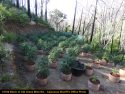 Illegal marijuana grow in Mountain Ranch