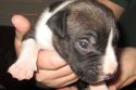 One of the four rescued puppies