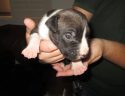 One of the four rescued puppies
