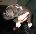 One of the four rescued puppies