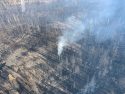 Smoldering Giant Sequoia From Castle Fire