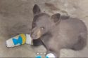 Bear cub injured in Tamarack Fire