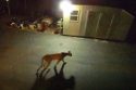 Cougar spotted in Jamestown