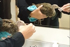 SPD officer rescues turkey